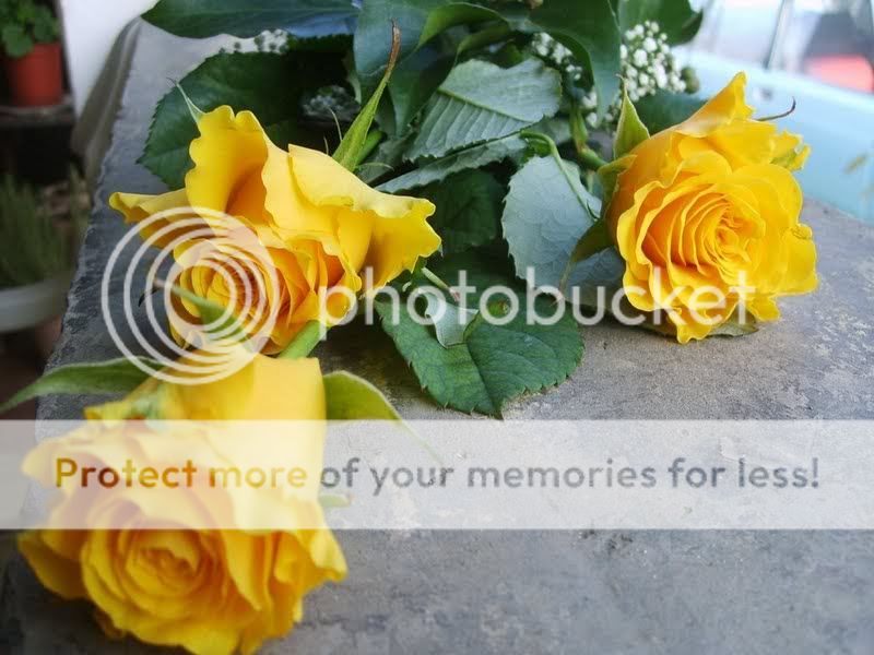 259139_59_753_ArtFile_ru.jpg rosas amarelas image by Magdasilva_album