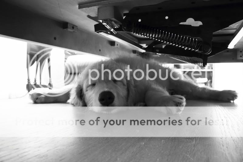 IMAGE: http://i468.photobucket.com/albums/rr45/nohax0/my%20dog%20porter/porterundertablesmaller.jpg
