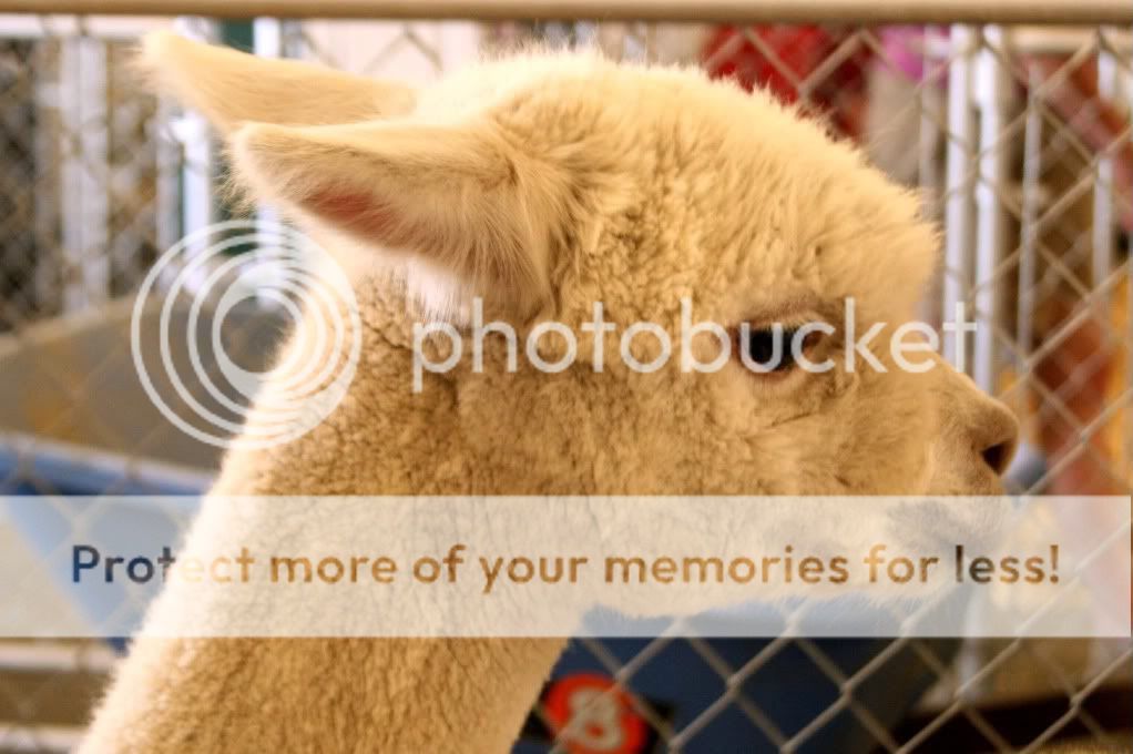LLAMA.jpg