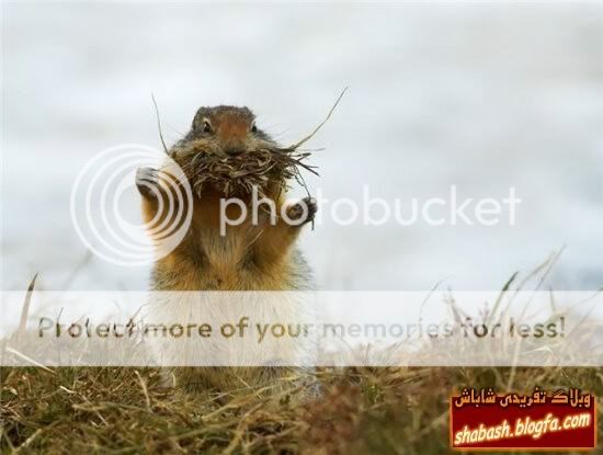 منبع:www.shabash.blogfa.com