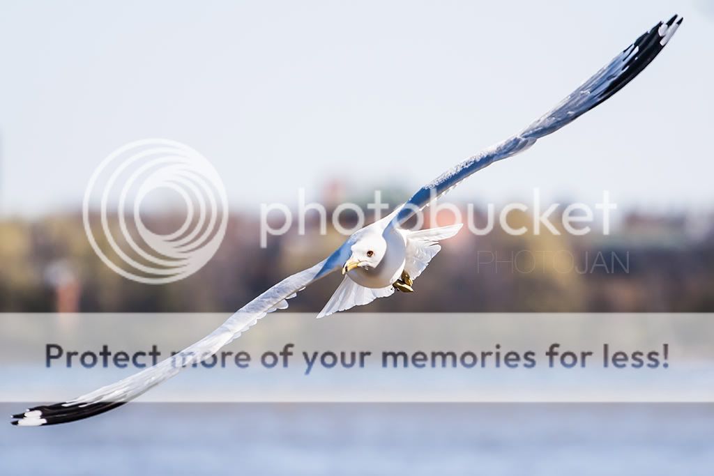 IMAGE: http://i468.photobucket.com/albums/rr48/janek777/bokeh.jpg