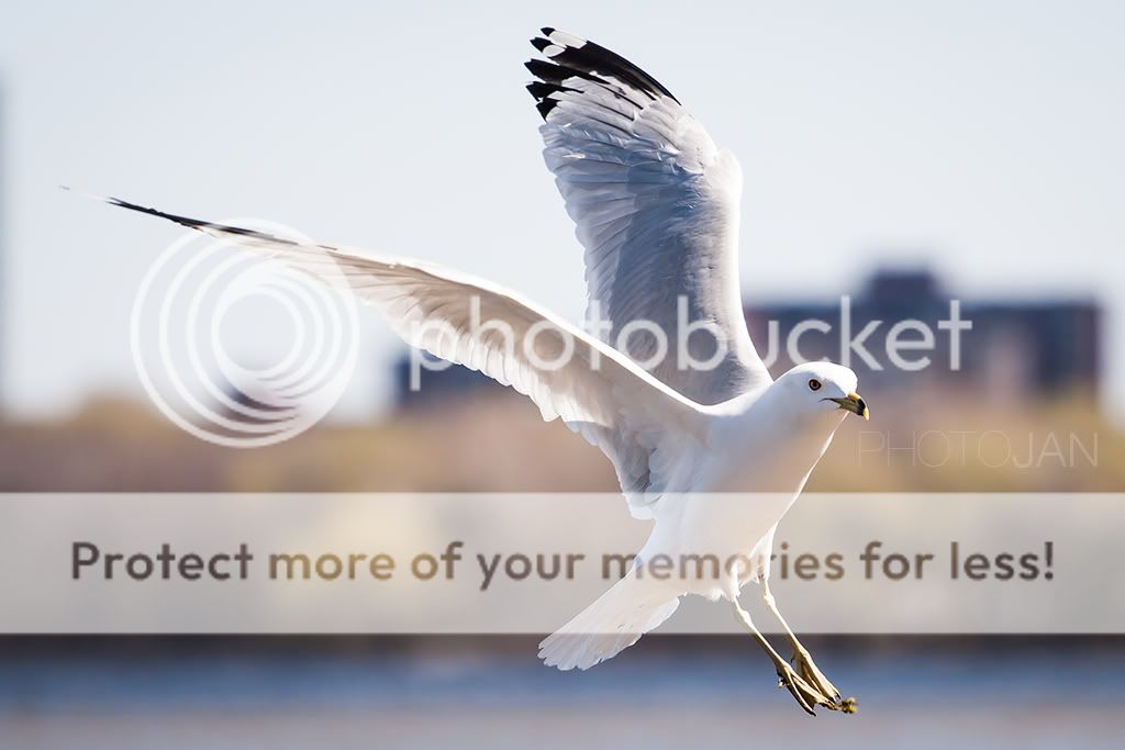 IMAGE: http://i468.photobucket.com/albums/rr48/janek777/bokeh2.jpg