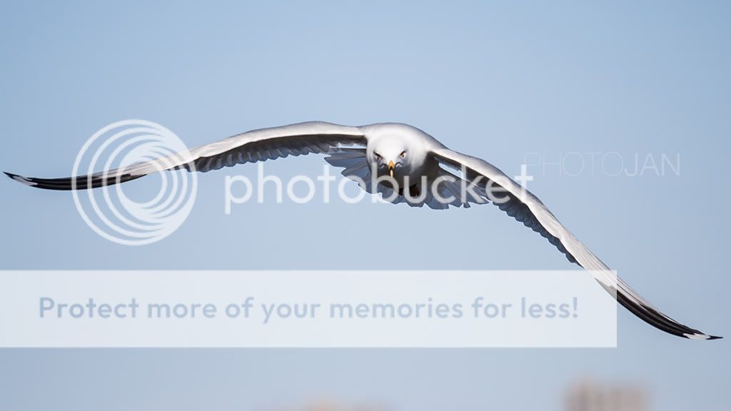 IMAGE: http://i468.photobucket.com/albums/rr48/janek777/bokeh3.jpg