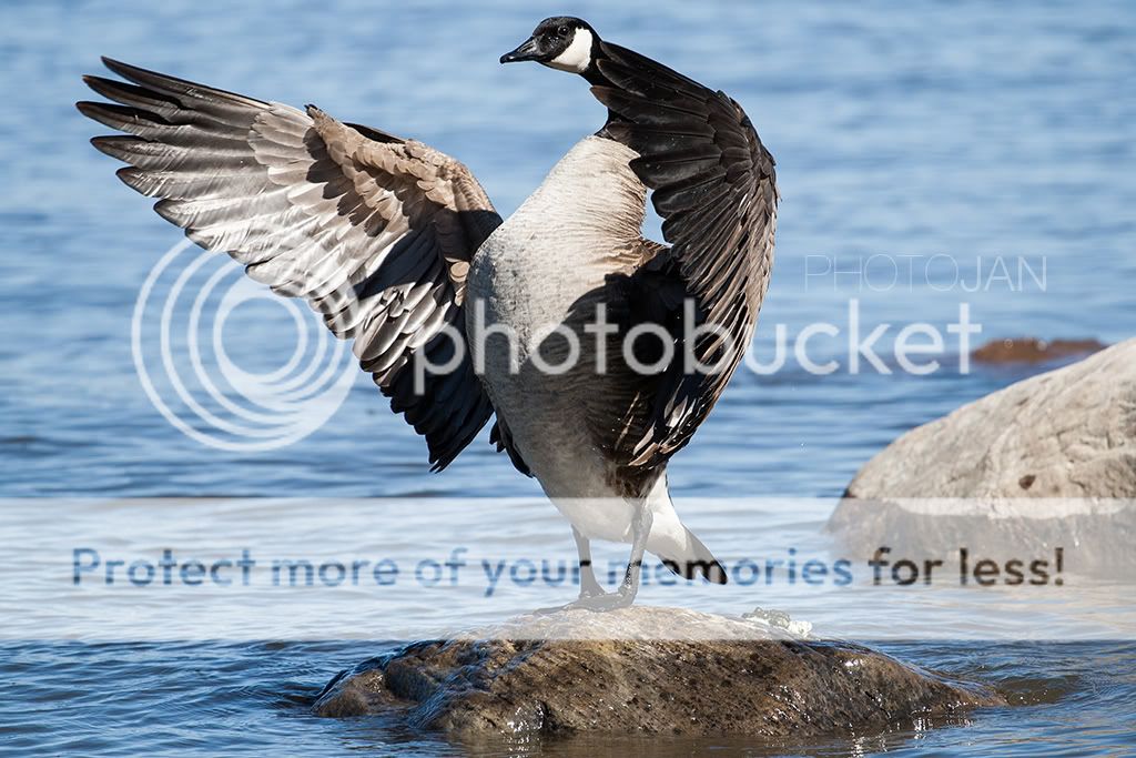 IMAGE: http://i468.photobucket.com/albums/rr48/janek777/bokeh4.jpg