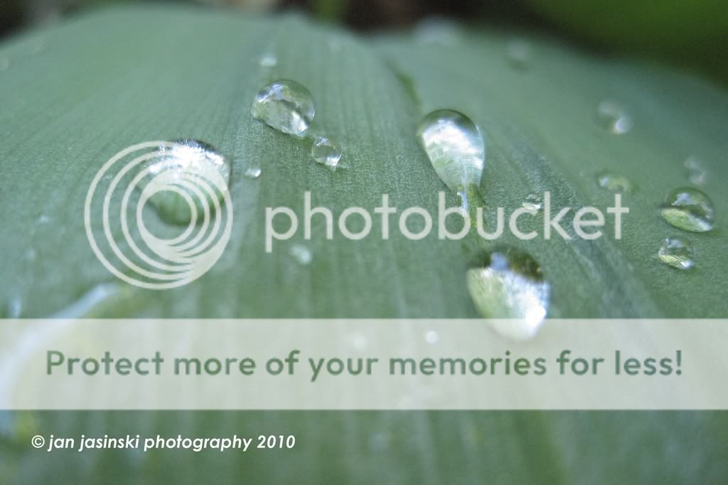 IMAGE: http://i468.photobucket.com/albums/rr48/janek777/macro2.jpg